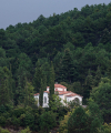 Το δάσος μαύρης πεύκης της Βελίνας.